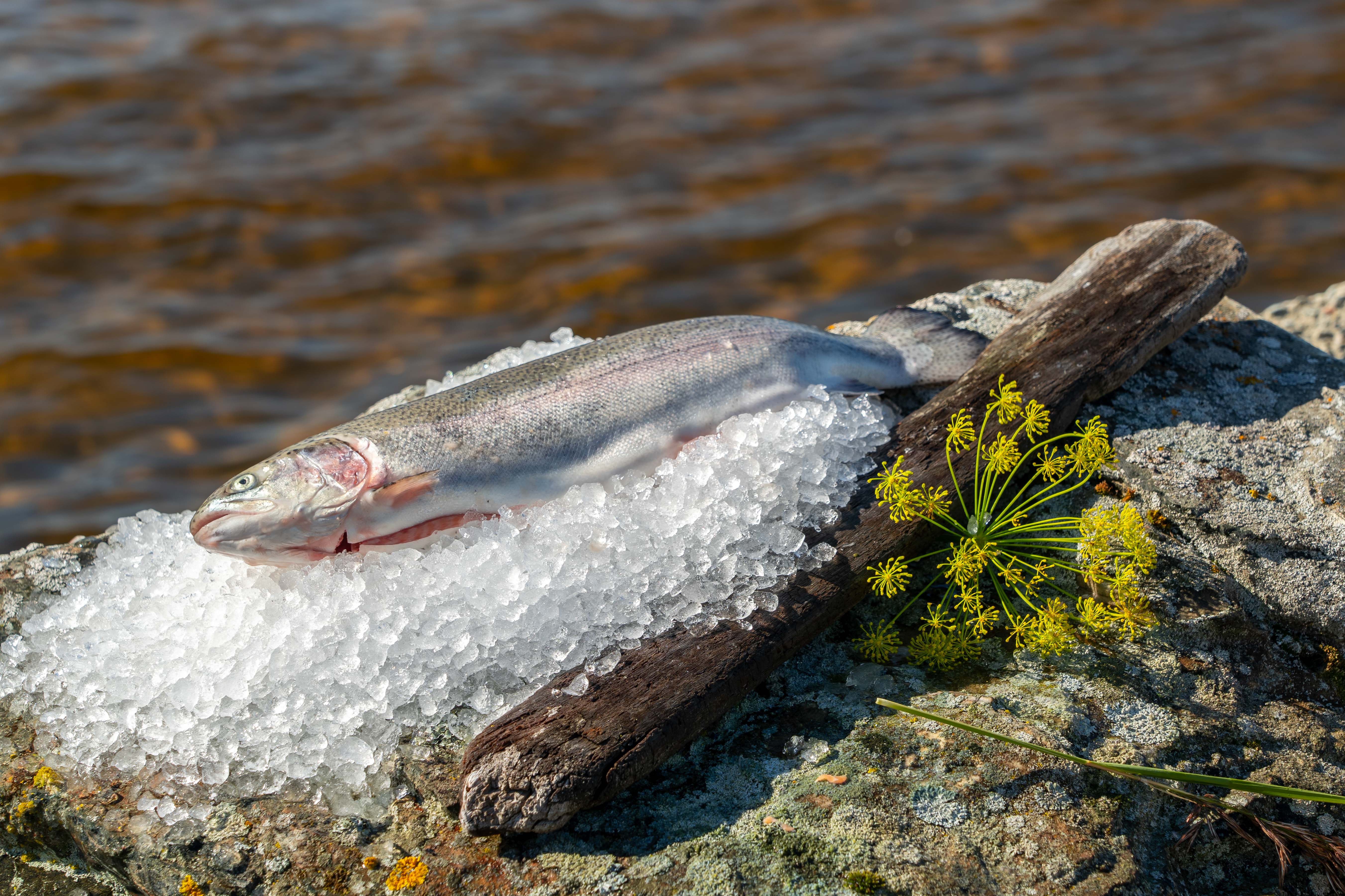 Hel urtagen Regnbåge